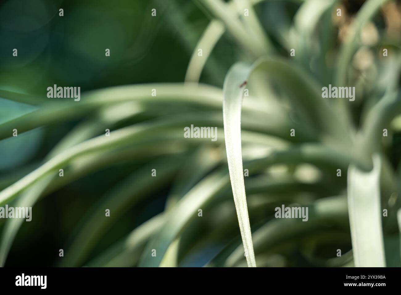 Tillandsia houseplant photo hi-res stock photography and images - Alamy