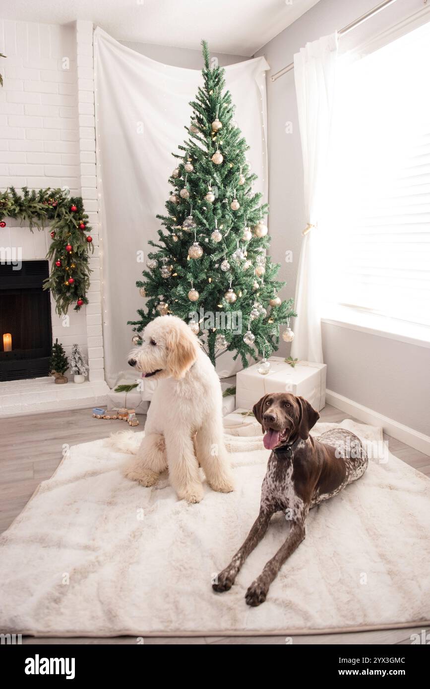 Two dogs laying down in front of christmas tree Stock Photo - Alamy