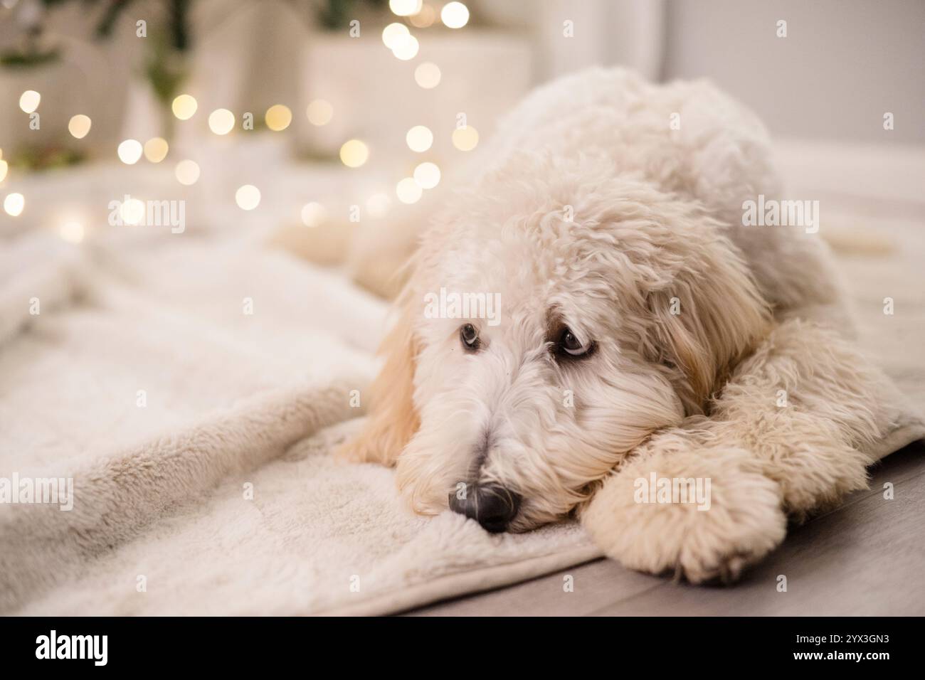 Sad Dog With Puppy Dog Eyes Laying Down Stock Photo Alamy