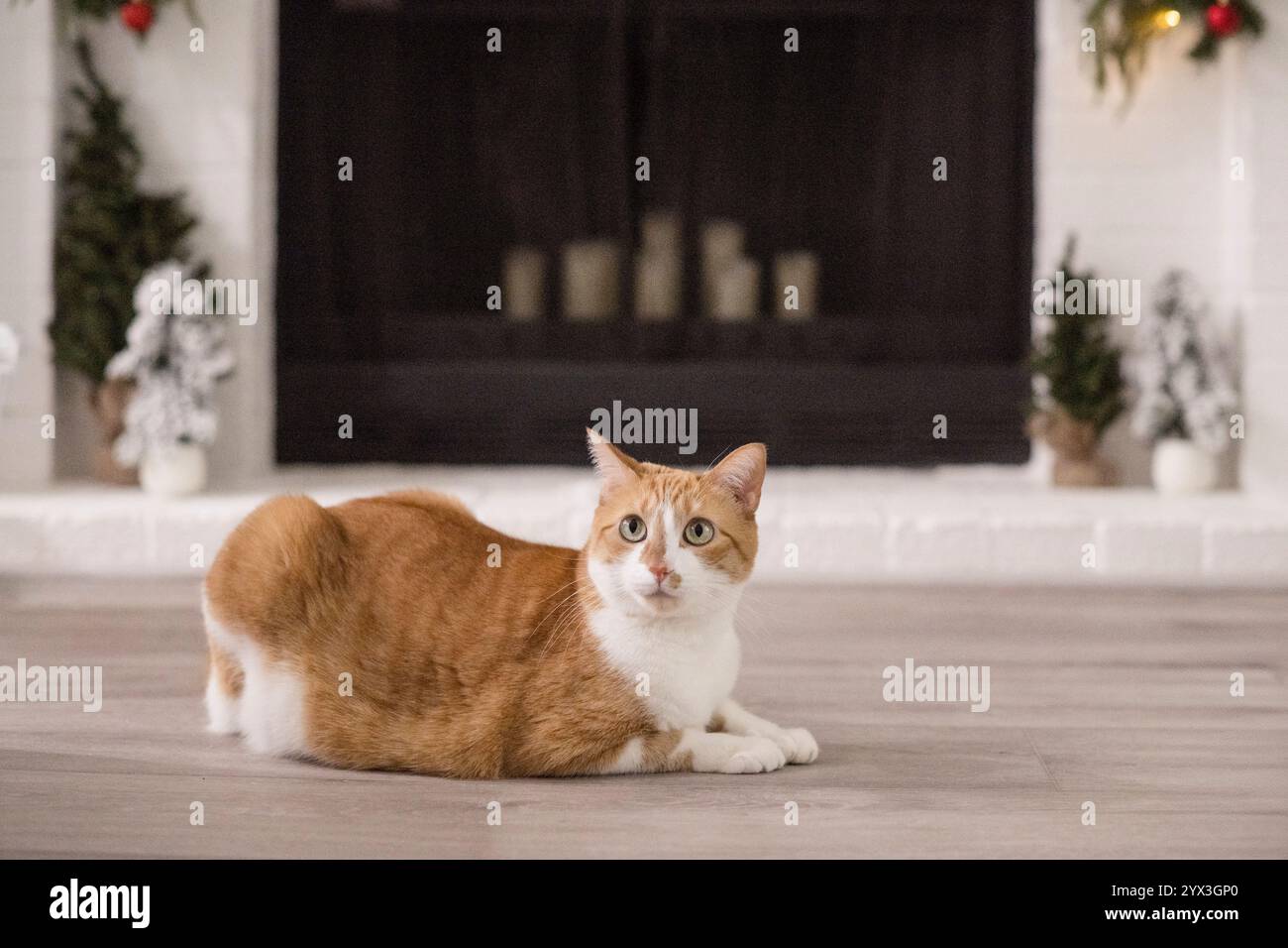 Cat laying down in front of a fire place Stock Photo - Alamy