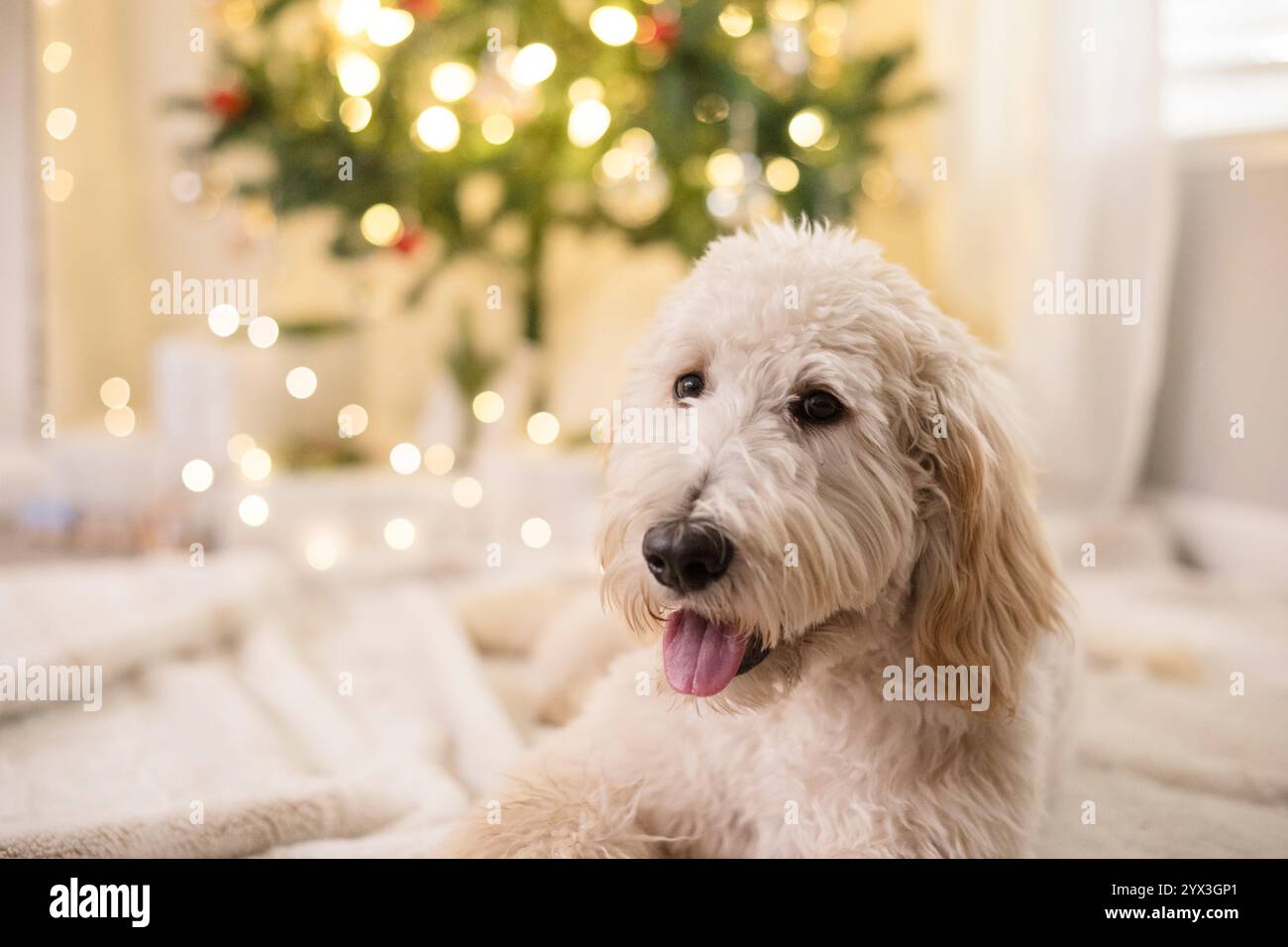 Dog laying down in front of christmas tree Stock Photo - Alamy
