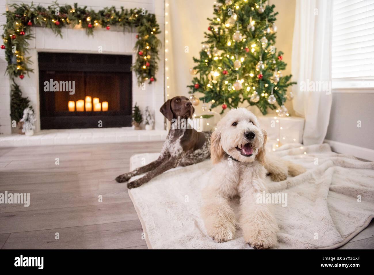 Dogs in front of christmas tree hi-res stock photography and images - Alamy