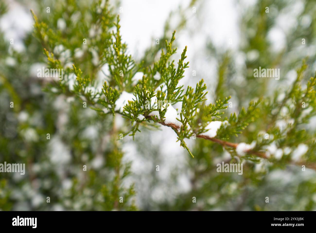Snow Covered Pine Tree Branches Stock Photo