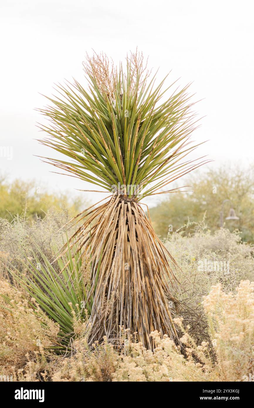 Desert plant natural natural hi-res stock photography and images - Alamy