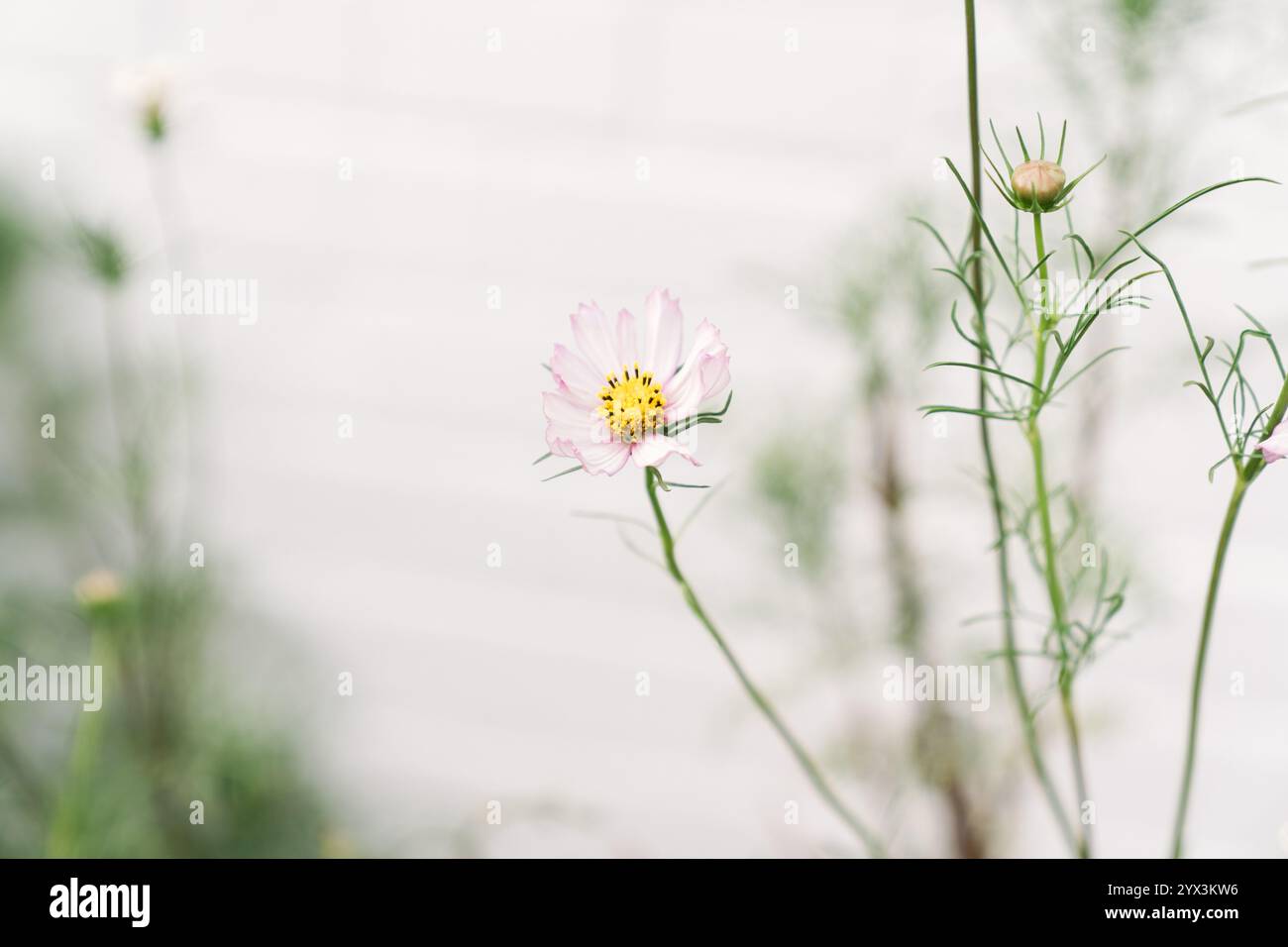 Zinnea flowers hi-res stock photography and images - Alamy