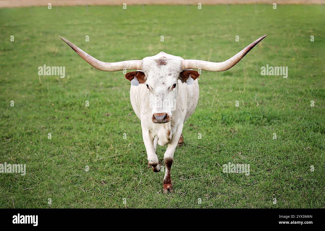White longhorn hi-res stock photography and images - Alamy