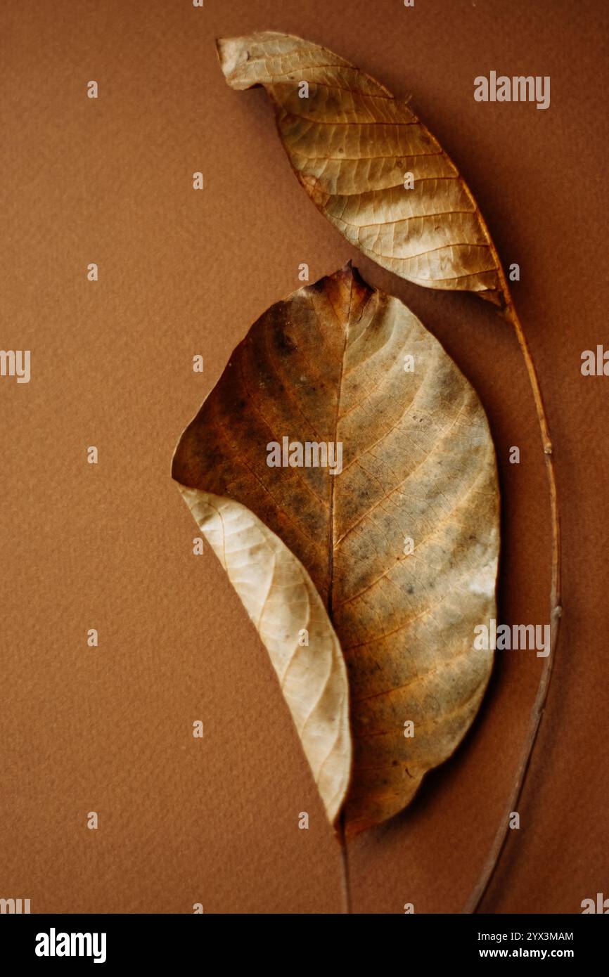 Two brown leaves on a brown background Stock Photo