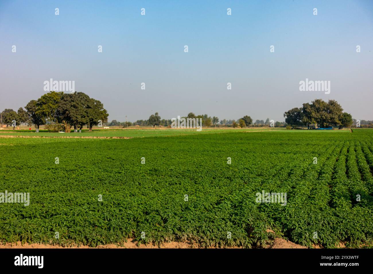 Agricultural Heartland India Second-Order Effects and the Commodity Seesaw