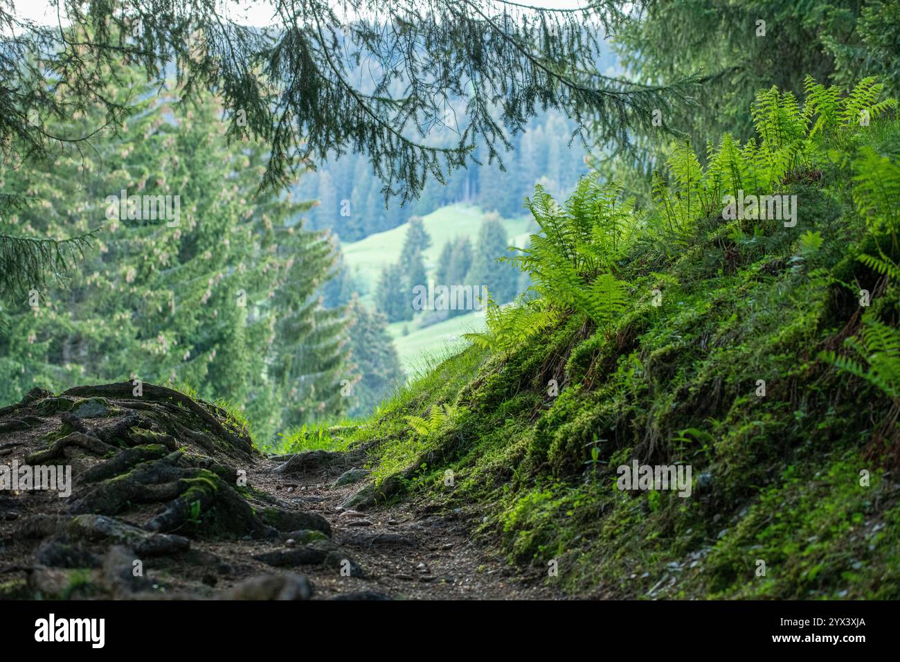 Very humid forest hi-res stock photography and images - Alamy
