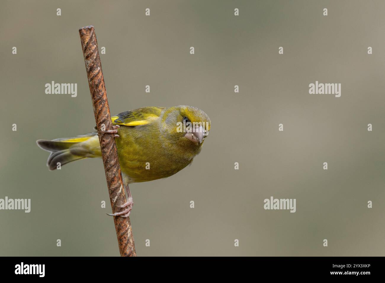 A Greenfinch (Chloris chloris) perched on an iron rebars pipe. Mijas, Malaga province, Andalucia, Spain. Stock Photo