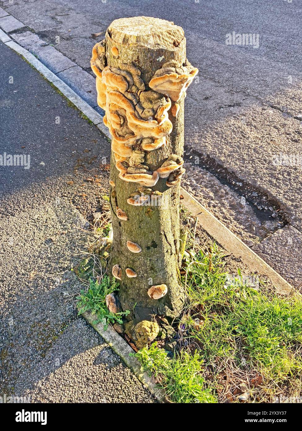 Fungus growing on a tree stump on a suburban street in a town in the south of England - Smartphone Captured Stock Image