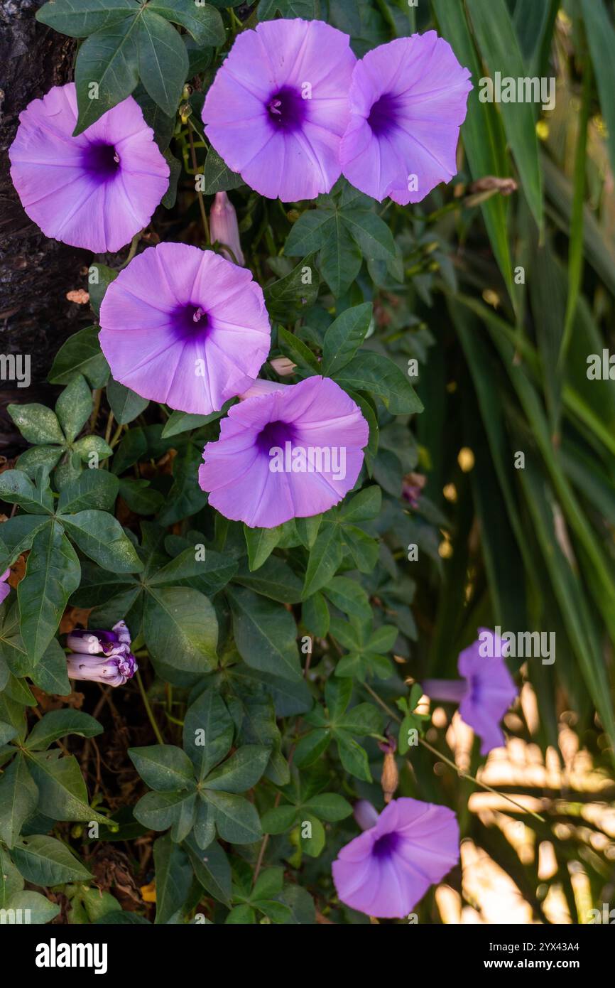 Admire the vibrant purple flowers of the wild vine Ipomoea cairica, also known as coastal morning glory, thriving in the natural wilderness of Uttarak Stock Photo