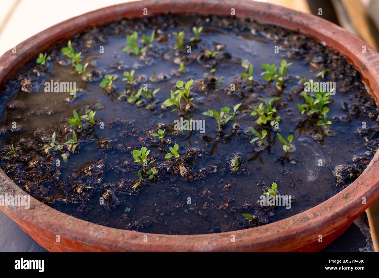 Coriander plant seedling germinating in a mud pot with fresh water ...