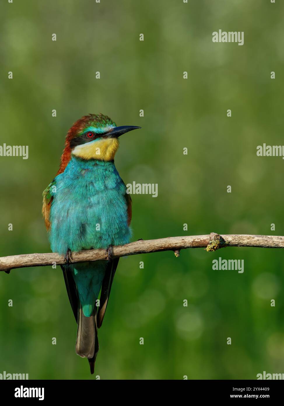 European Bee-eater sitting on a stick. Stock Photo