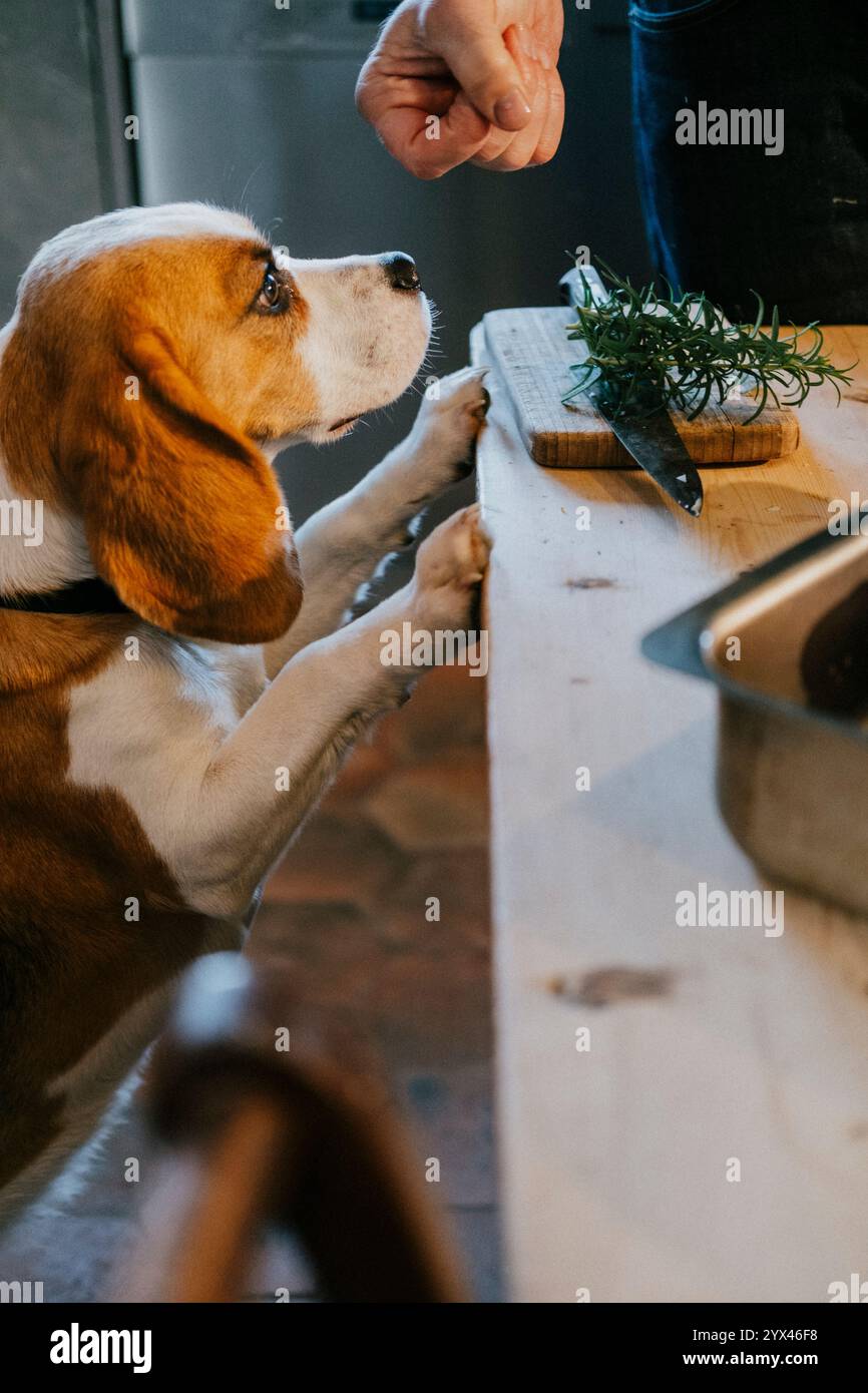 Beagle Feeding Guide | Dog Feeding Guide | ProDog Raw, image size:866x1390