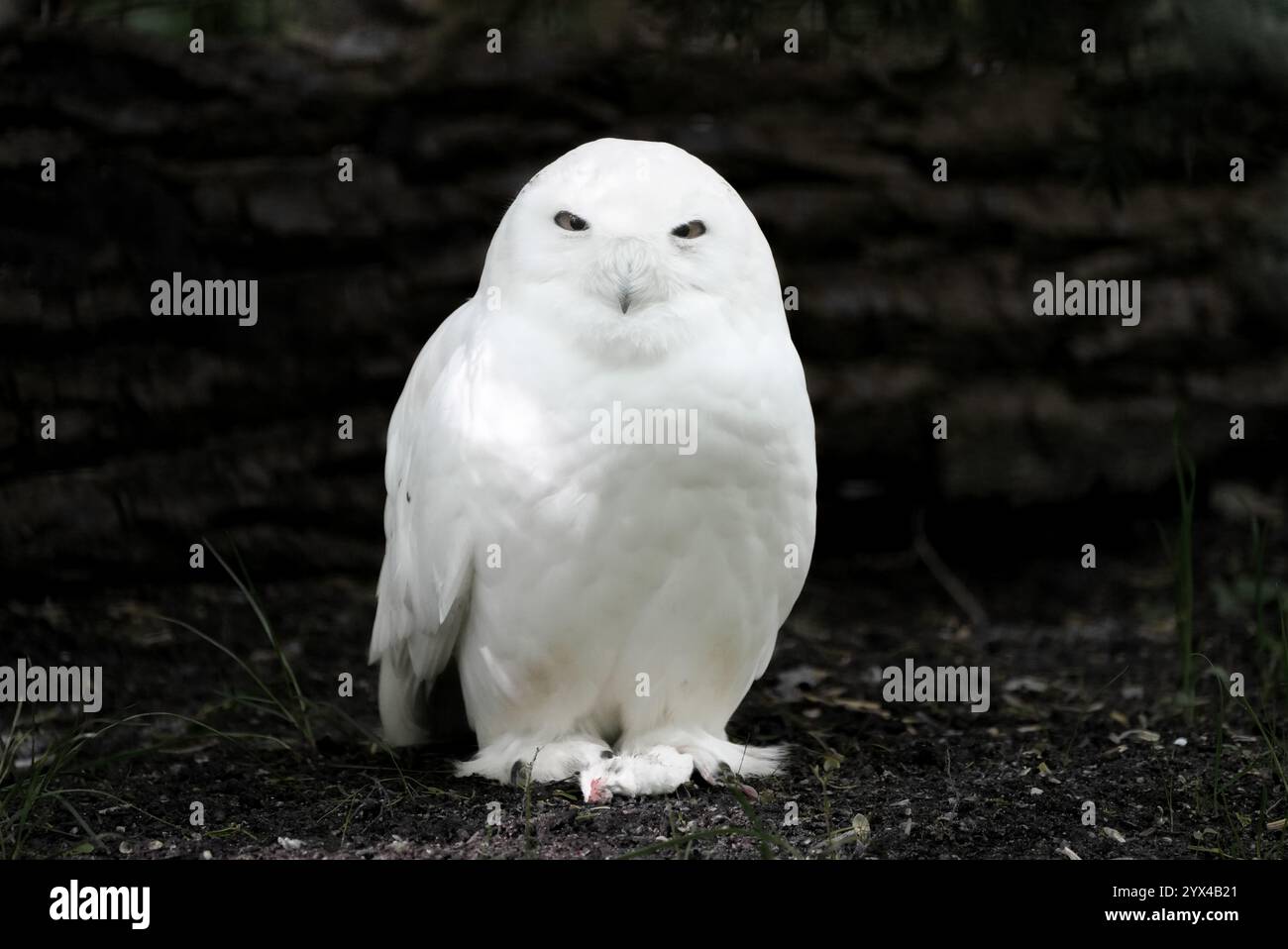 Snowy owl against a black background. Bubo scandiacus Stock Photo - Alamy