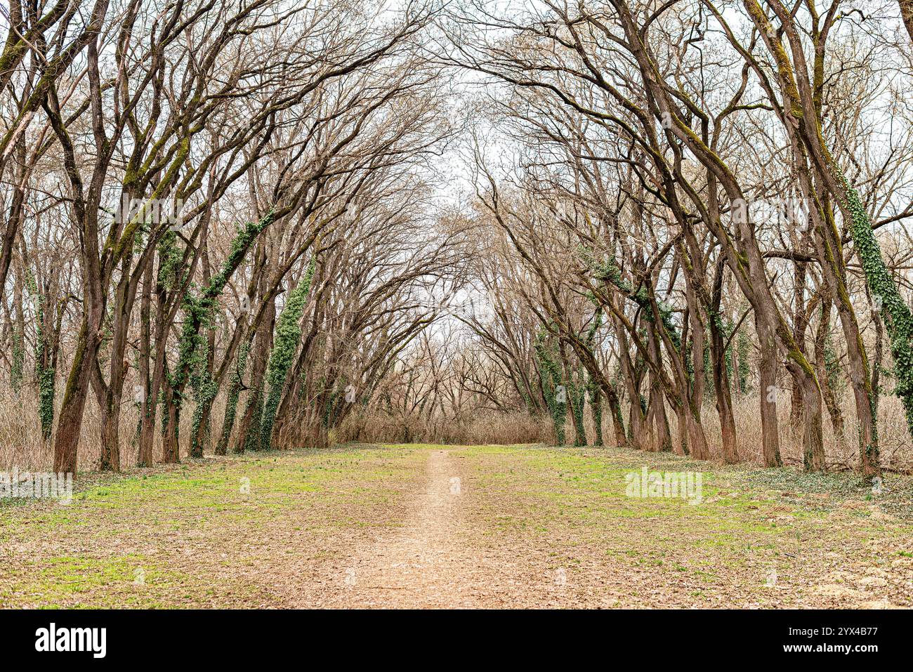 A park alley with a tunnel of overhanging trees Stock Photo - Alamy