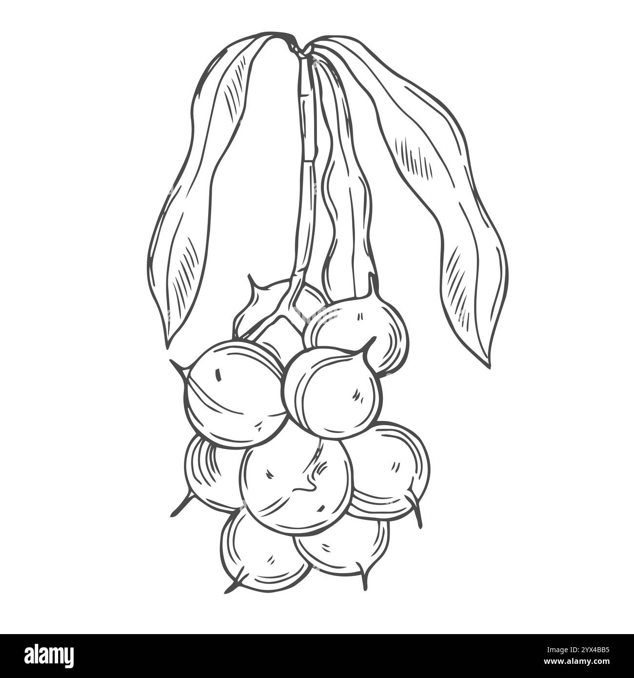 Macadamia Branch with Nuts Outline Stock Vector Image &amp; Art - Alamy