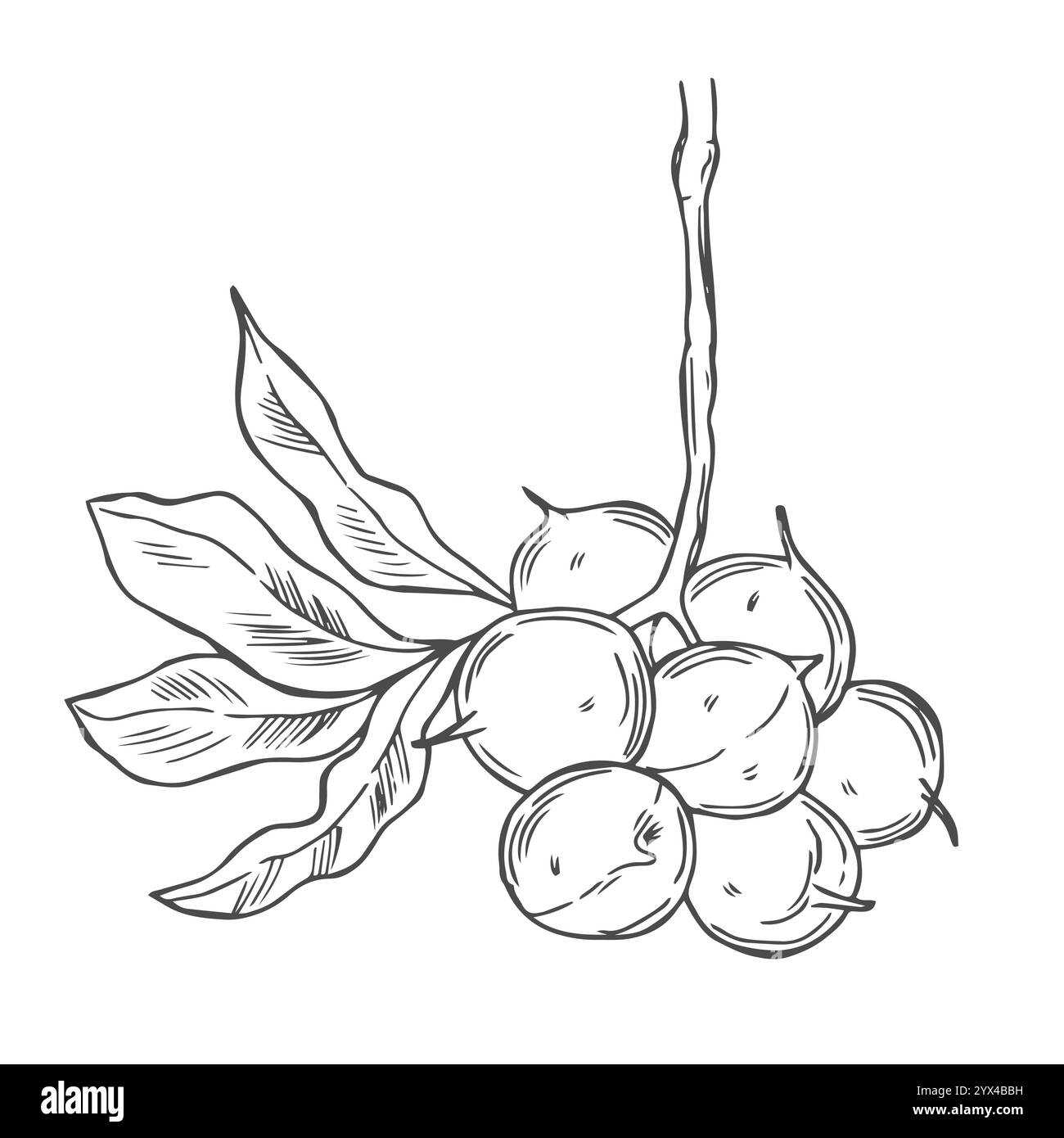 Macadamia Branch with Nuts Outline Stock Vector Image &amp; Art - Alamy