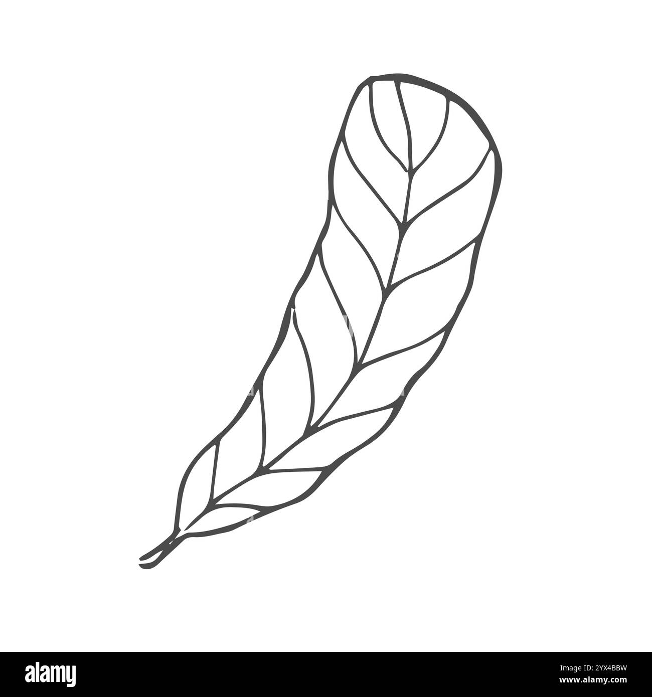 Hand drawn feathers set on white background Stock Vector Image & Art ...