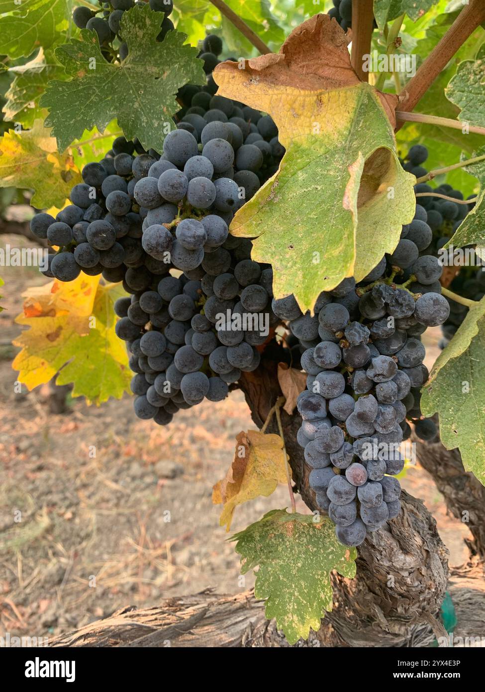 Luxury travel - Smartphone Captured Stock Image