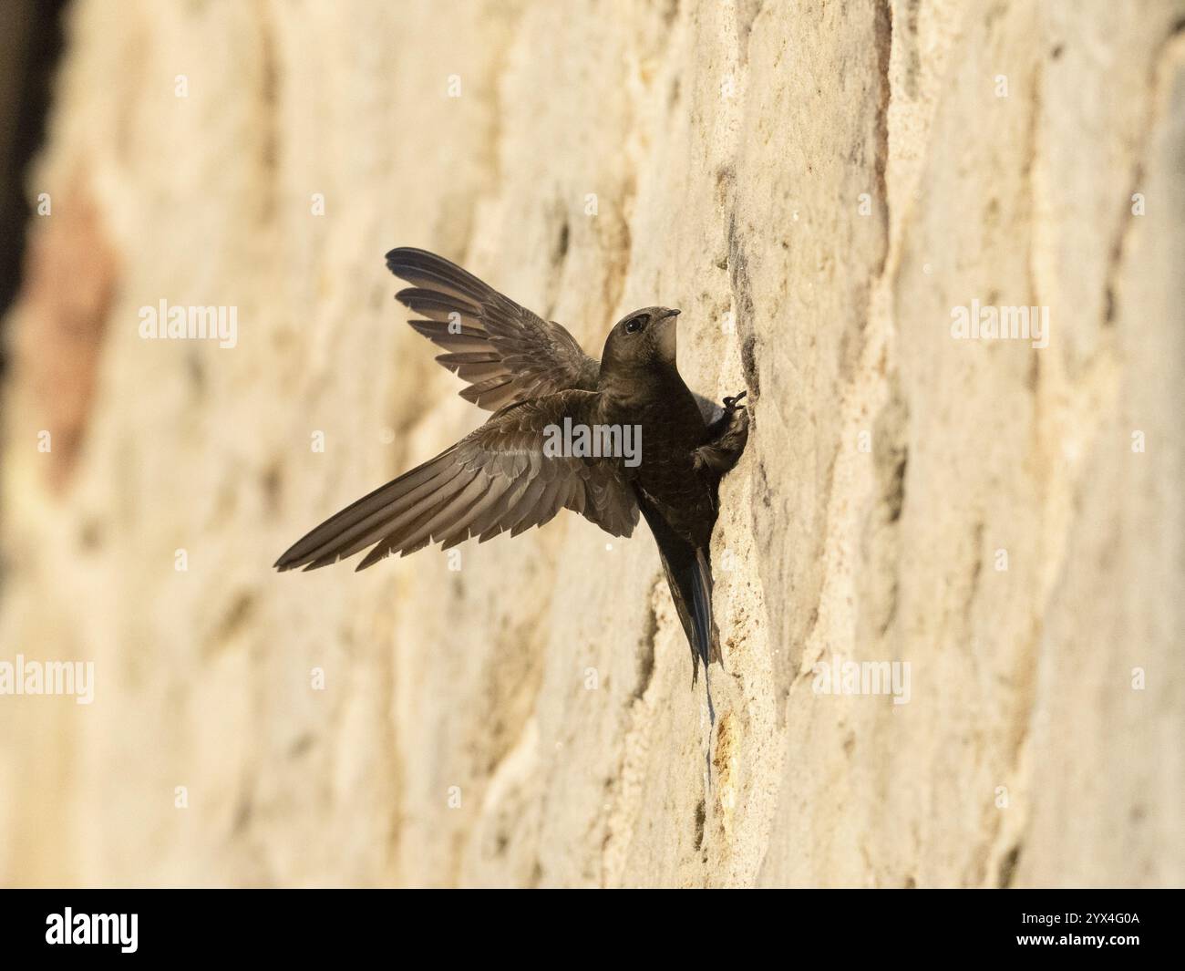 Common swift (Apus apus), adult bird with spread wings, helping it to balance as it clings to a house wall in front of its nesting hole, Hesse, German Stock Photo