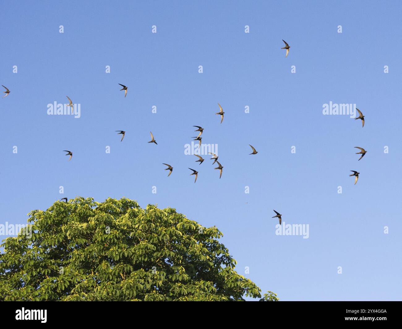 Apus apus pekinensis hi-res stock photography and images - Alamy