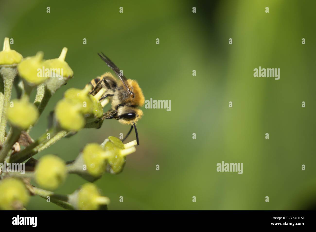 Ivy flowers insect hi-res stock photography and images - Alamy