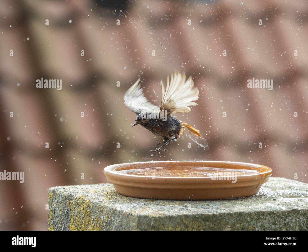 Redstart Flapping Spread wing hi-res stock photography and images - Alamy