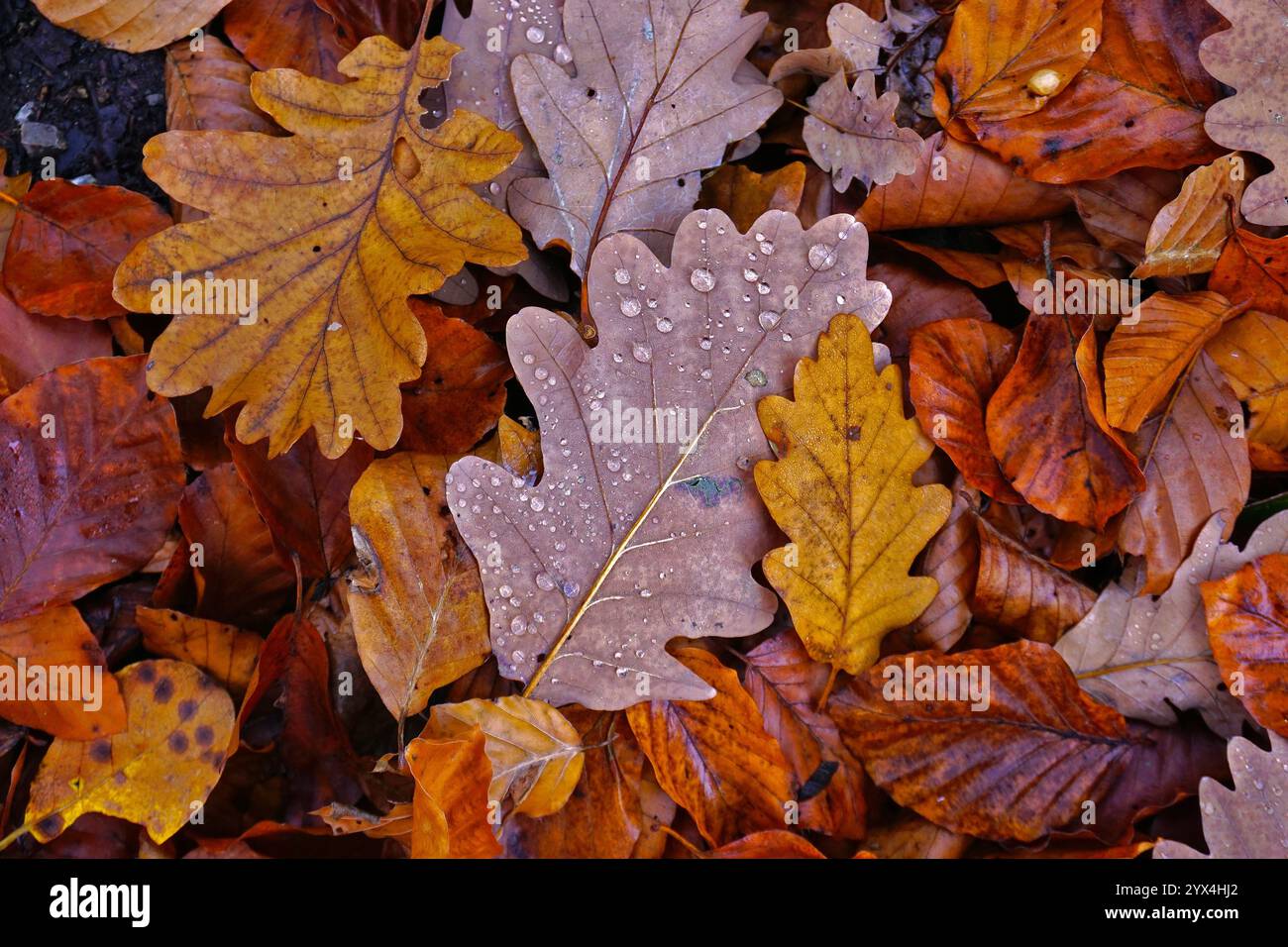 Herbstlich bunte Eichenblaetter, fall coloured oak leaves Stock Photo