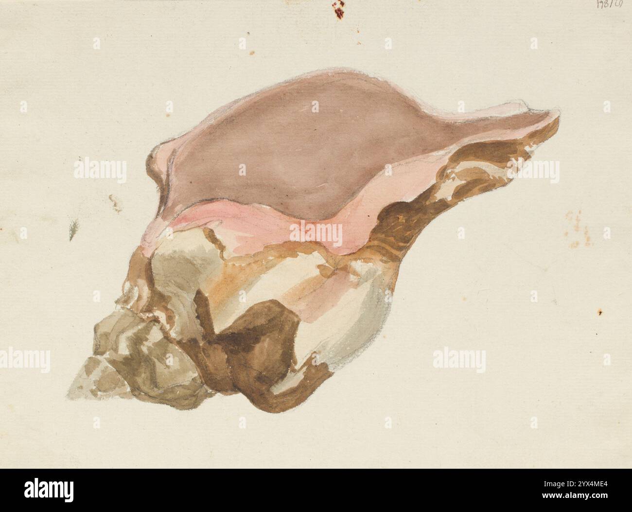 Conch arts hi-res stock photography and images - Alamy
