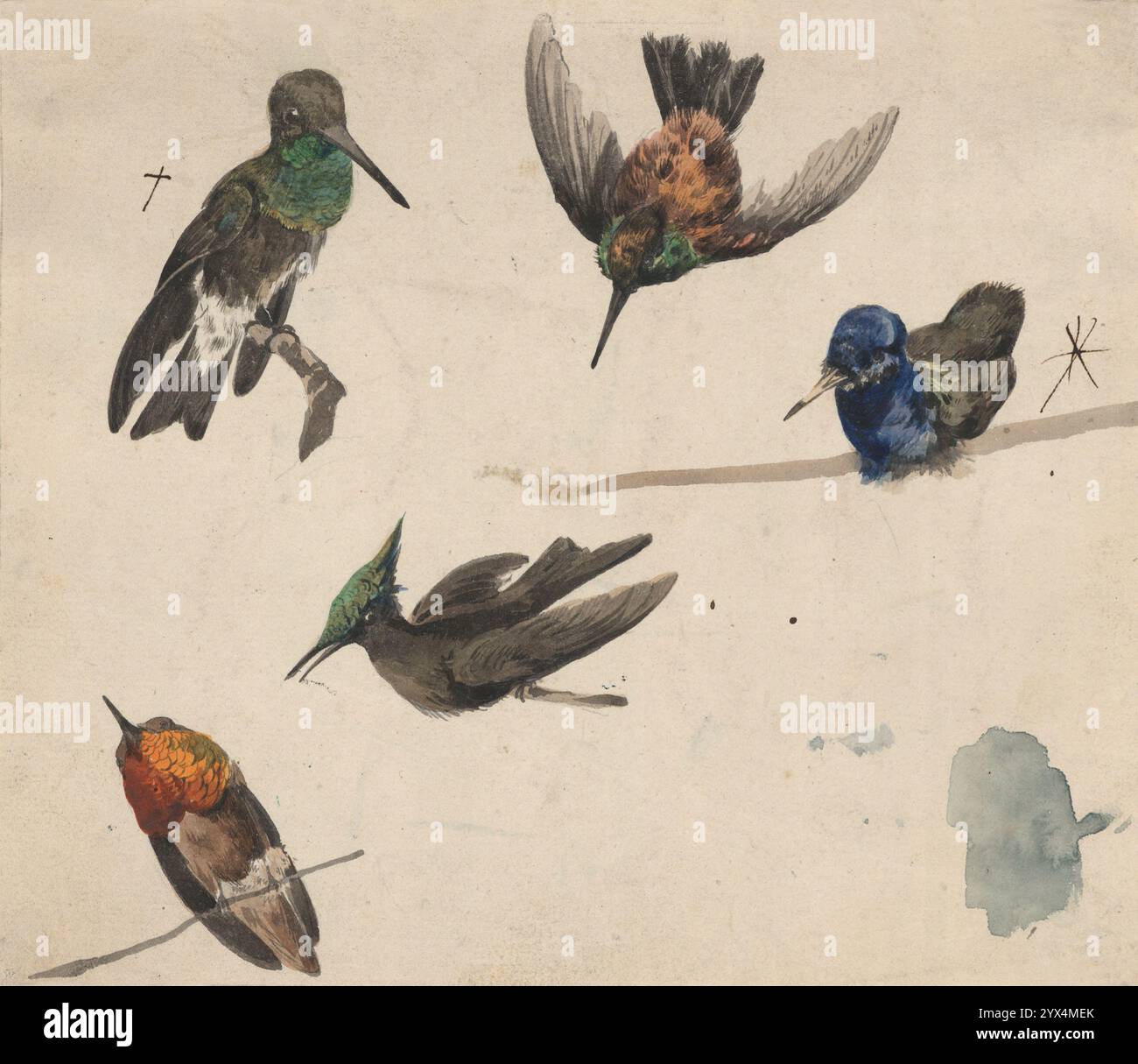 18th century bird studies hi-res stock photography and images - Alamy