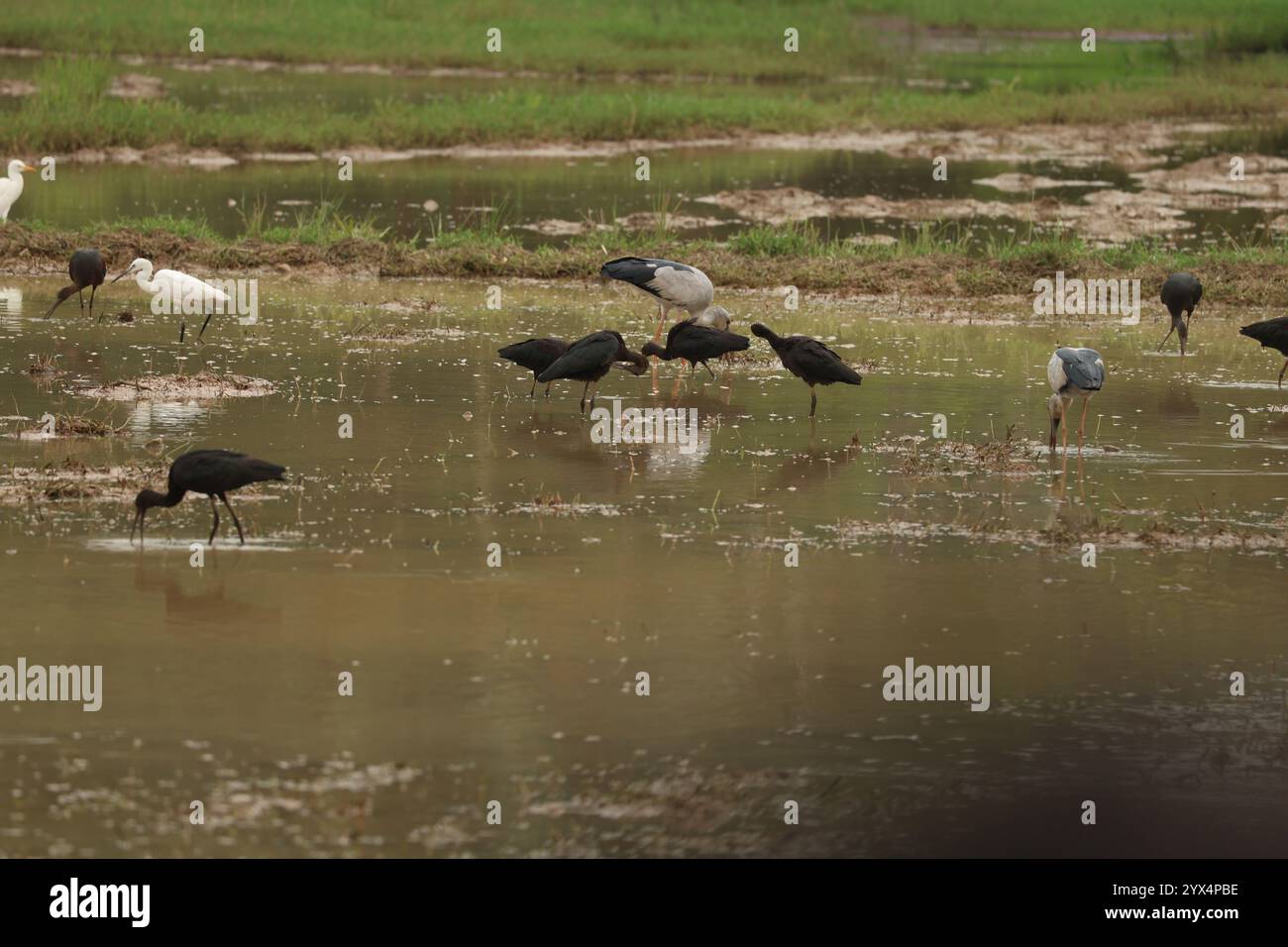 Beautiful scene of glossy Ibis,Asian open bill and herons in a paddy field at Kanninada Kerala Stock Photo