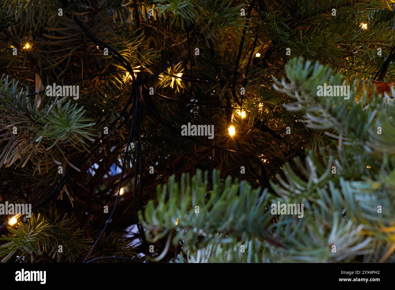 close up detail shot of illuminated christmas tree lights on pine tree branches with a shallow depth of field Stock Photo
