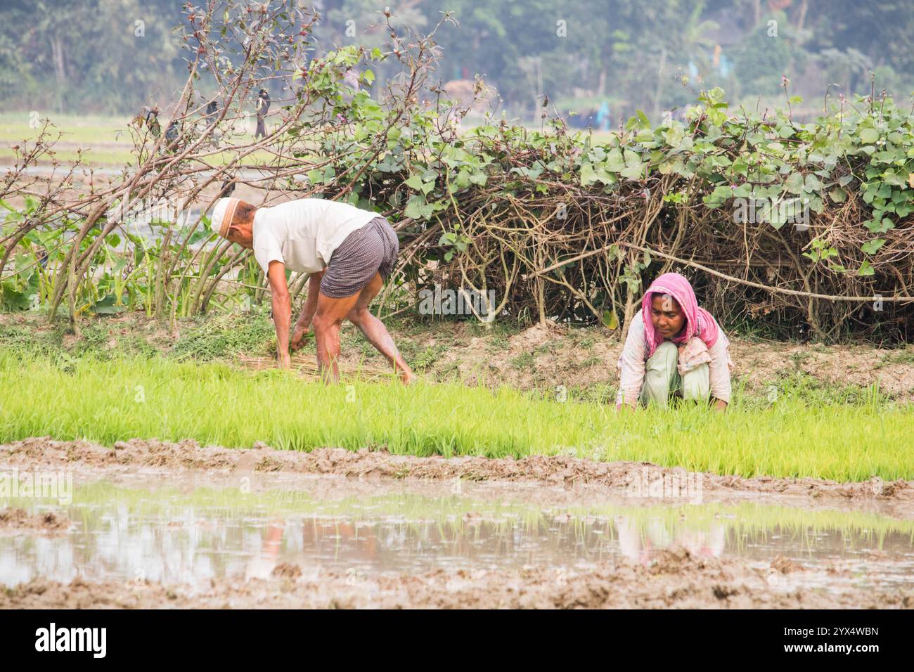 Traditional Rice Plantation Old farmer working on rice plantation hi-res stock photography and ...