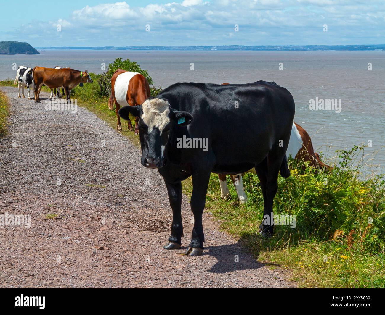 Cattle grazing on Brean Down a carboniferous limestone promontory on the Bristol Channel in North Somerset south west England UK. Stock Photo