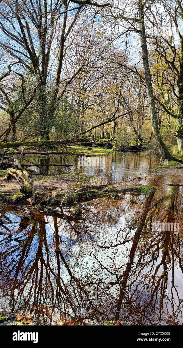 Flooded Stream reflecting winter trees in the New forest - Smartphone Captured Stock Image