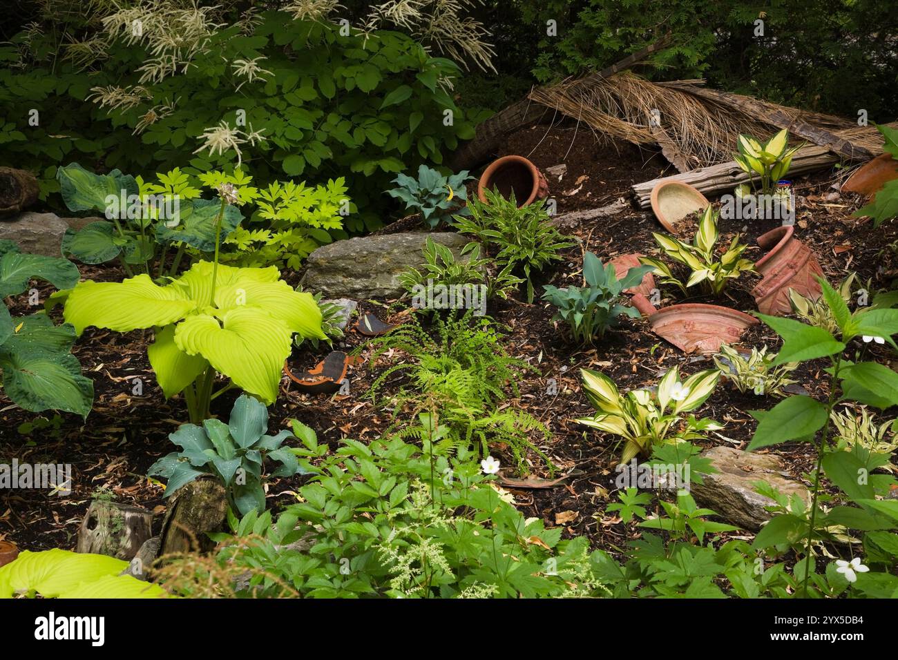 Garden border decorated with broken terracotta ceramic vases and planted with Hosta plants in late spring. Stock Photo