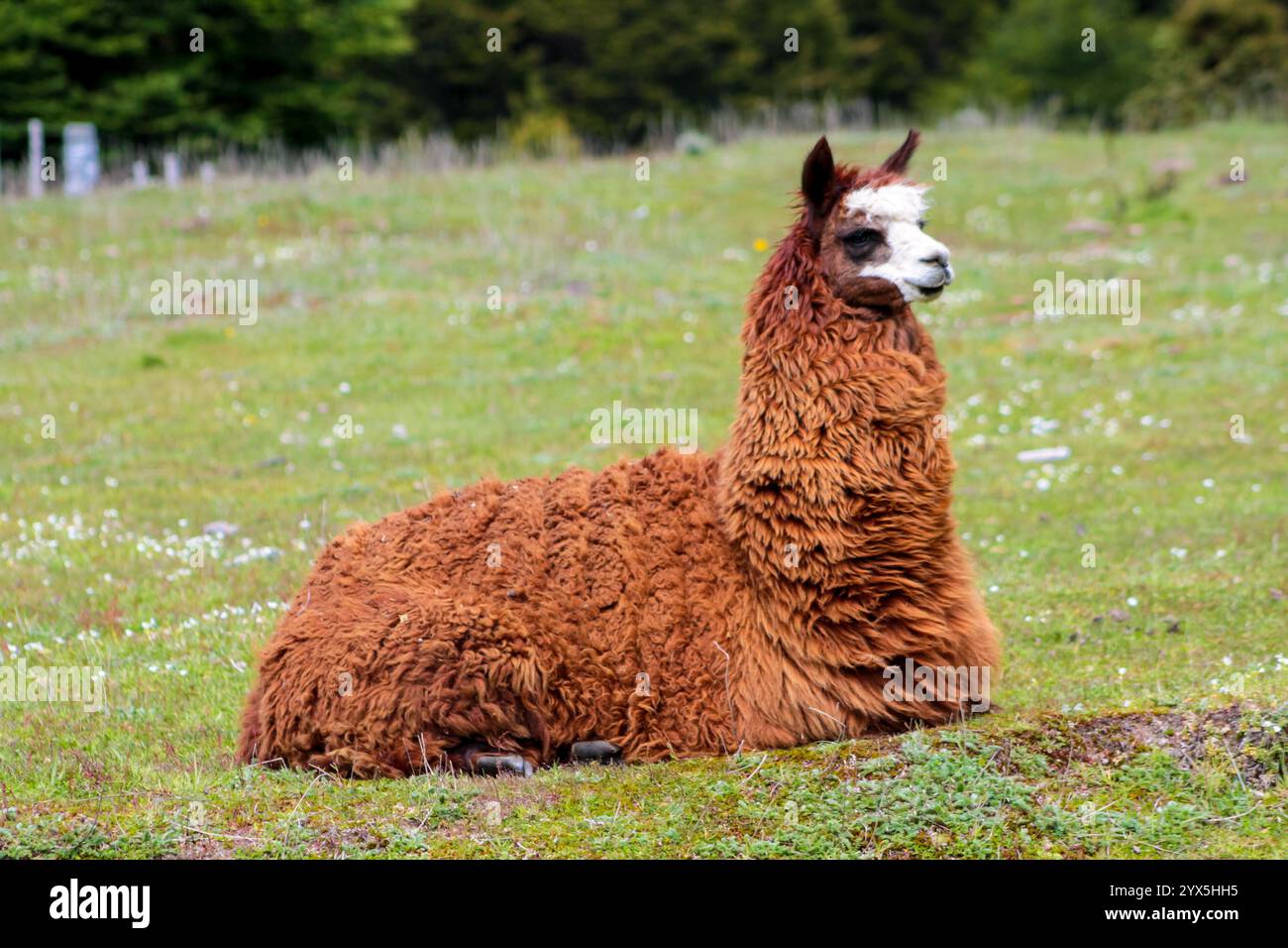 Llama herd peru hi-res stock photography and images - Alamy