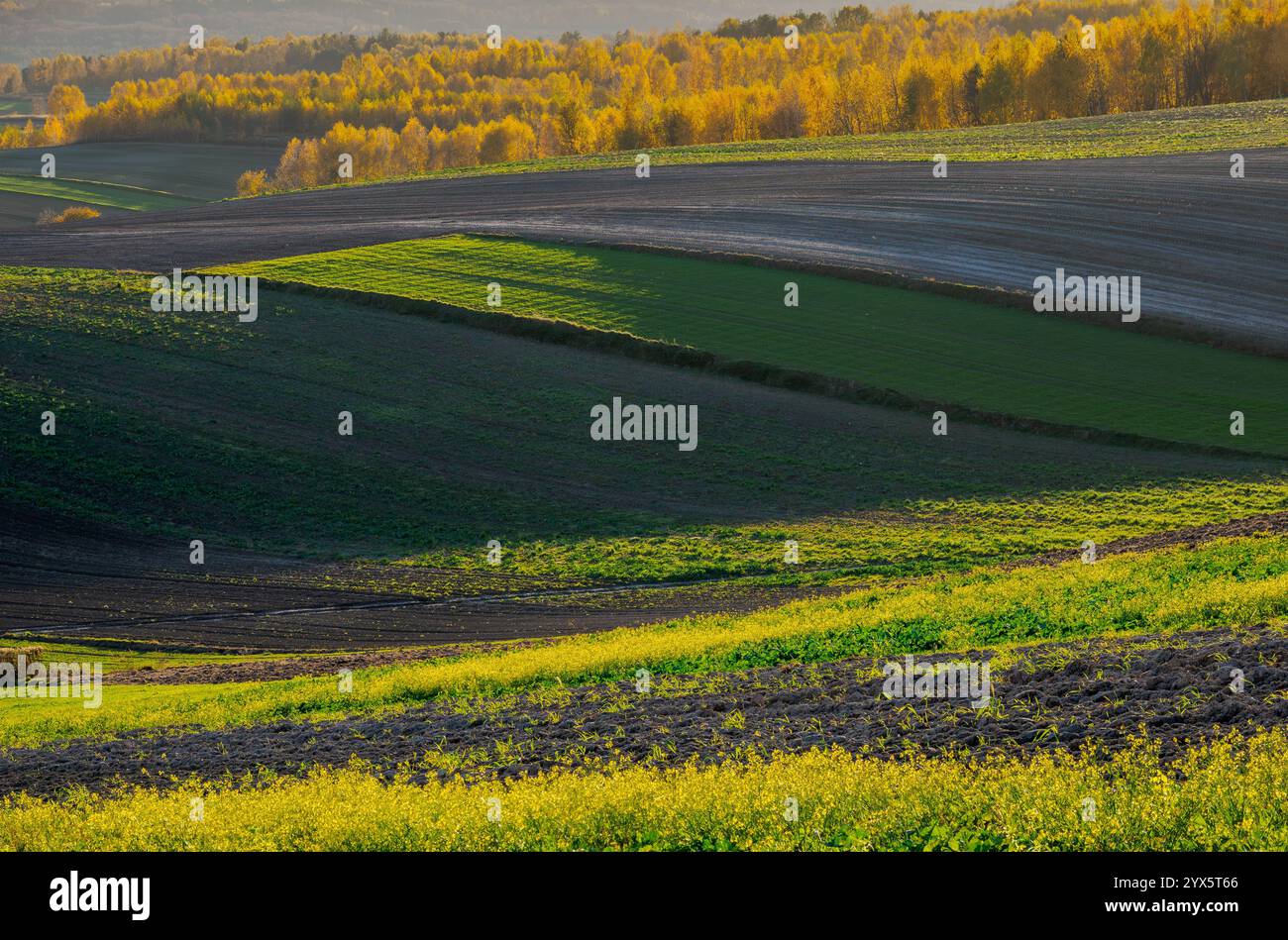 An autumn agricultural landscape.. Here is an image depicting an autumn ...