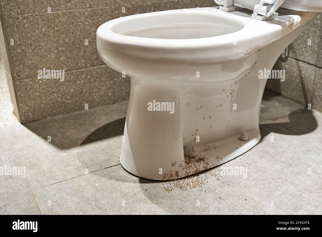 A colony of ants hides their eggs under the toilet in the bathroom. The ...