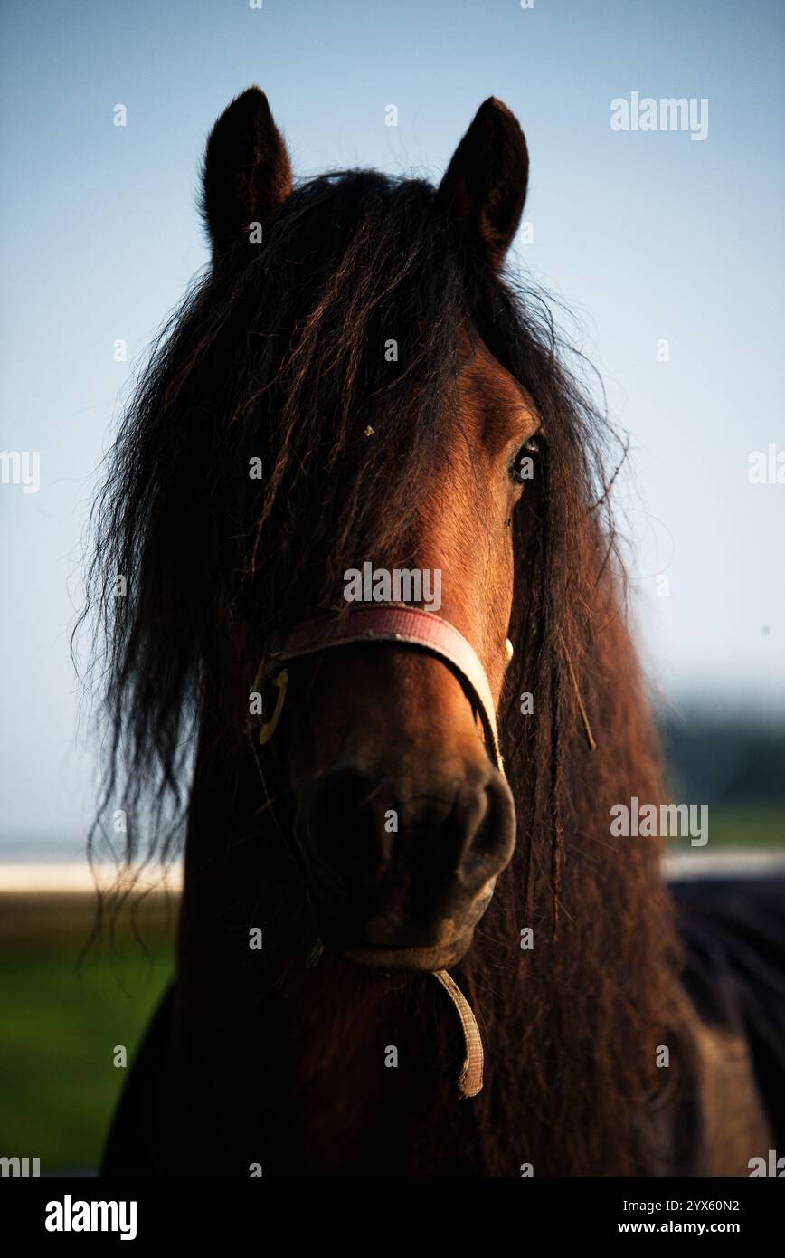 Head on view of brown horse Stock Photo