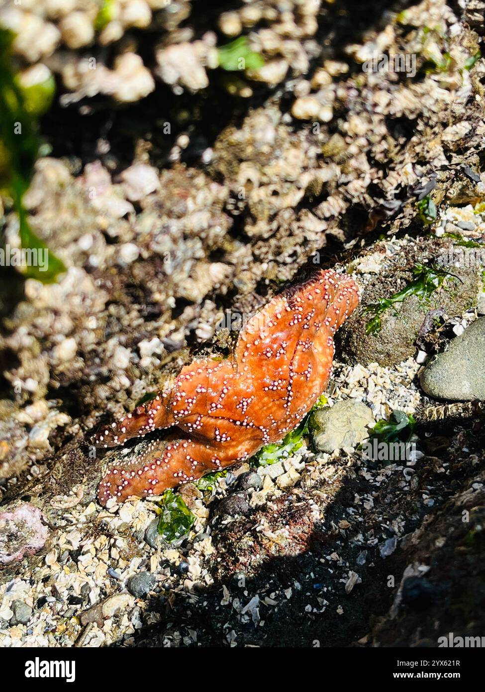 Close-Up of Vibrant Orange Starfish in a Rocky Tide Pool - Smartphone Captured Stock Image