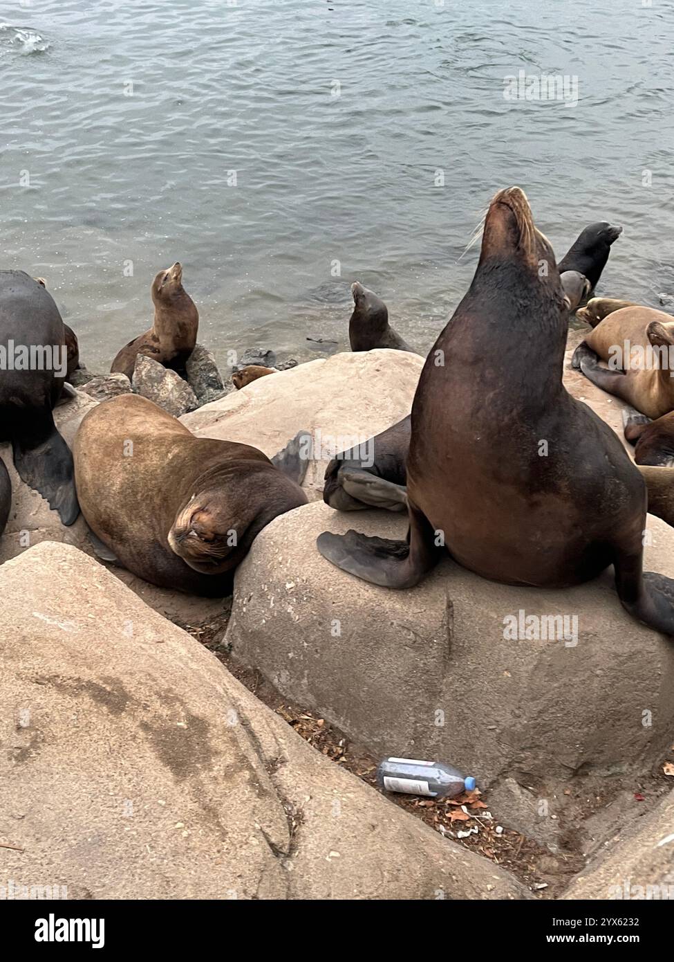 Sea Lions Relaxing on Rocky Shoreline by the Ocean - Smartphone Captured Stock Image