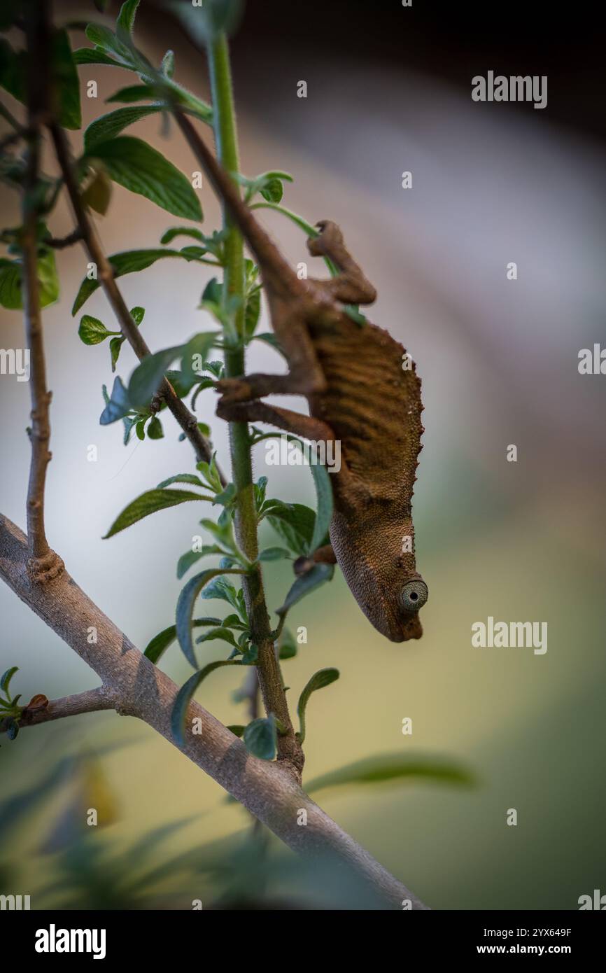 Close up view of Marshall's pygmy chameleon, Rhampholeon marshalli, in its Afromontane habitat, Eastern Highlands, Mutare, Manicaland, Zimbababwe Stock Photo