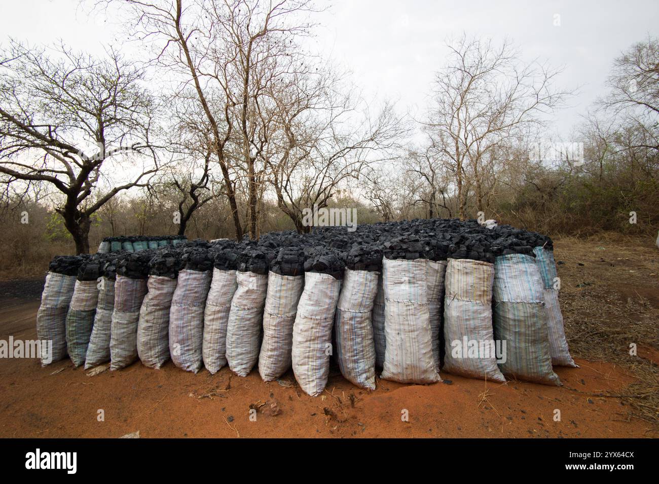 Bags of charcoal made from deforesting mopane woodlands sit along the side of the road, Gaza Province, Mozambique. Stock Photo