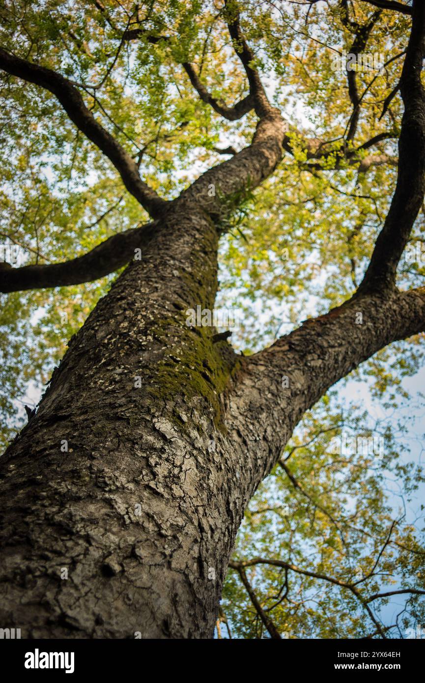Low angle view of trunk and canopy of miombo woodland tree in dense ...