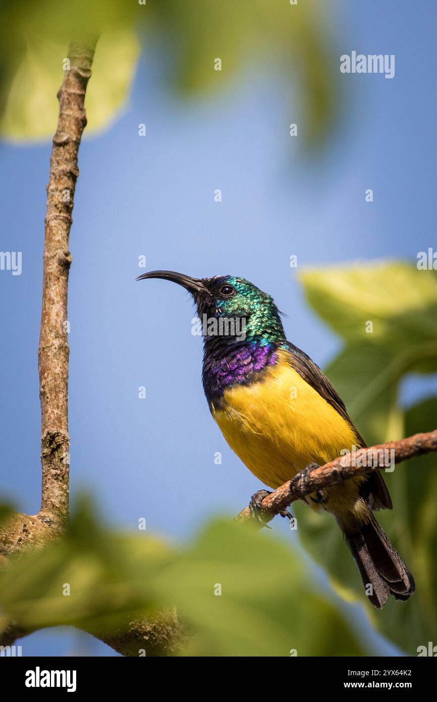 Variable Sunbird, Cinnyris venustus, perched in tree, miombo woodland, Cecil Kop Nature Reserve, Eastern Highlands, Mutare, Manicaland, Zimbabwe Stock Photo