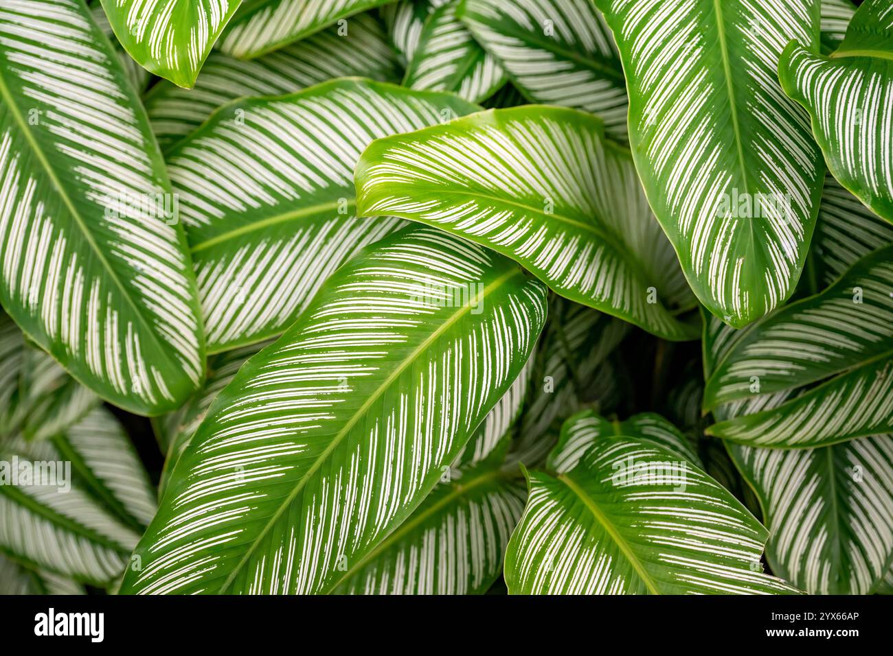 tropical leaves foliage, pinstripe calathea, backgrounds textures wallpaper pattern, organic botanical nature natural garden gardening Stock Photo