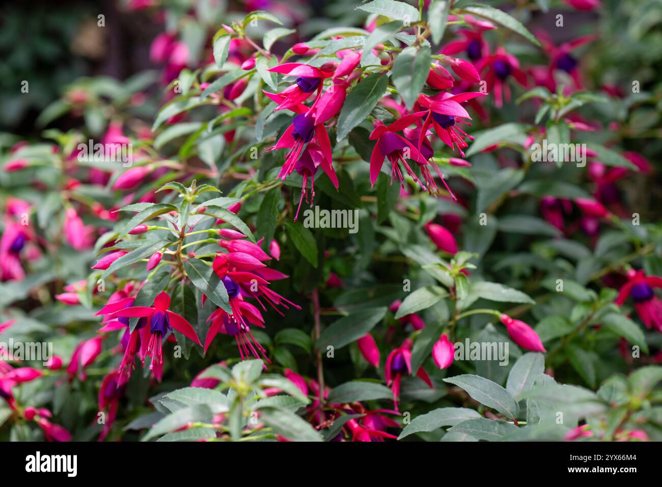 Hanging bell flower hi-res stock photography and images - Alamy